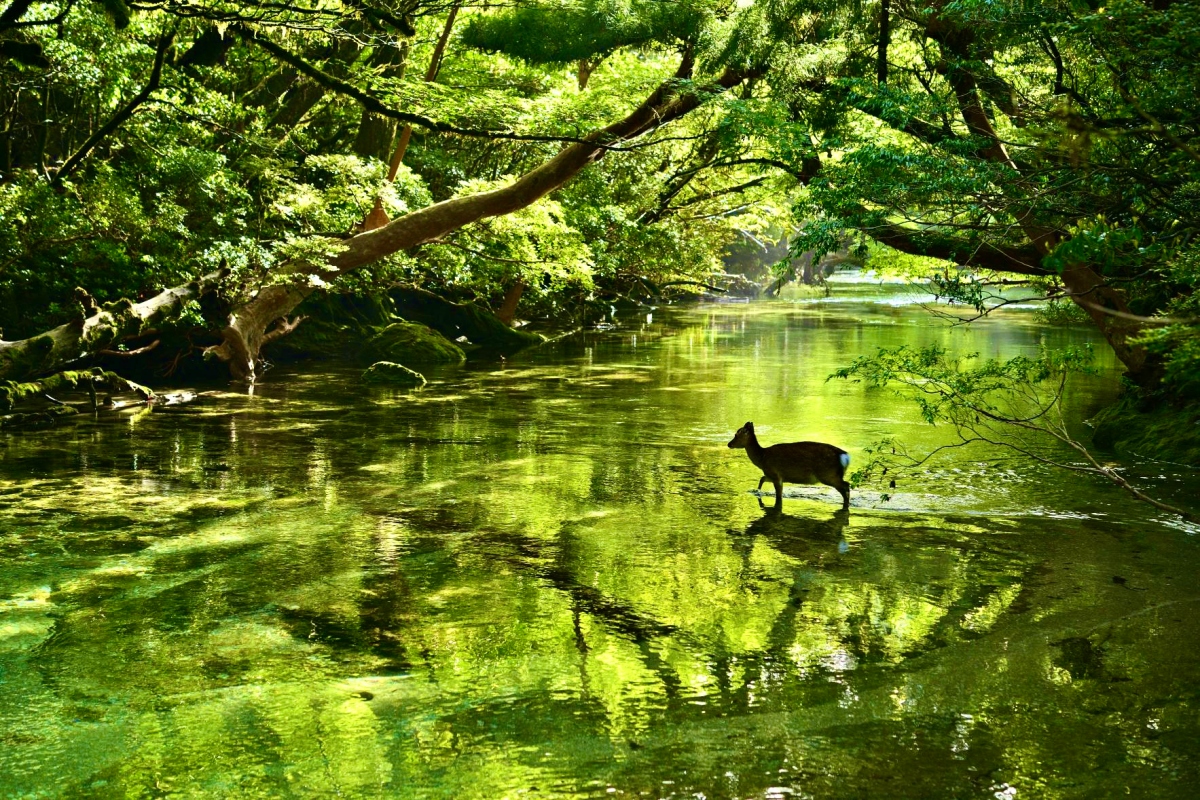 【漾旅、和遊】南九州屋久島自然遺產六日｜熊本AEON、繊月酒造｜人吉球磨秘境(六人成行)